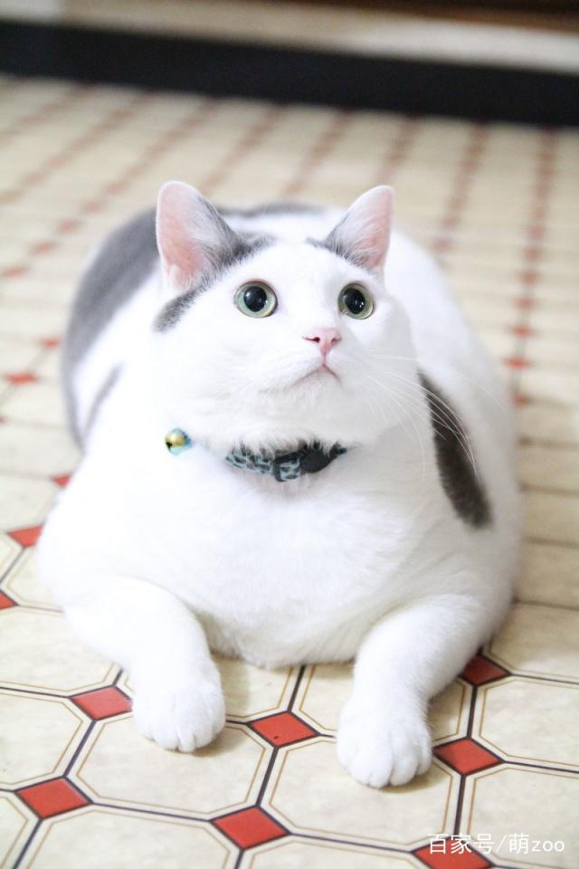 狗狗剃毛留多少厘米?揭秘宠物护理小秘密